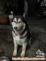 HUSKY DITEMUKAN