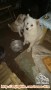 Dicari samoyed betina saya yg hilang di ciwidey bandung