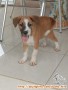 Adopsi anakan anjing