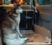 Hibah Siberian Husky
