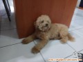 ANJING HILANG (JOGJA)