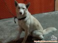 Anjing Husky putih ditemukan di Cengkareng Barat