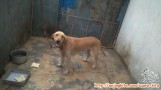 Hibah Labrador Yellow 1.6 bulan