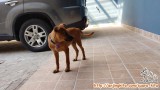 menunggu adopter: jantan , kurang lebih 1 tahun.