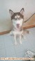 Hibah husky bagi penyayang hewan