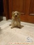 Ditemukan anjing Yorkie betina daerah Pondok Indah