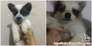Anak anjing untuk di adopsi