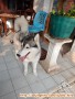 Hilang anjing husky di kelapa gading