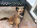 ANJING DITEMUKAN DAERAH LEBAK BULUS