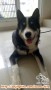 Need New Home Husky 4 bulan