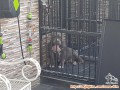 Hibah anjing american bully