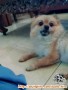 anjing pomeranian betina hilang jogja
