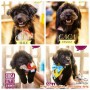 Looking for Adopter