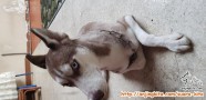 Di hibahkan siberian husky