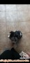 Malshi need a new home - BANDUNG