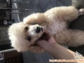 DICARI ADOPTER YANG MAU MERAWAT PUDDLE