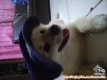 Telah HILANG anjing pom did wayhalim bandar lampung