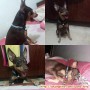 TELAH HILANG ANJING MINI PINCHER DAERAH PONDOK BAMBU
