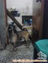 Good Dog Needs New Adopter