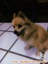 Di hibahkan anjing pomerian