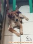 hibah anjing