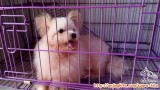Open Adopt