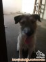 Dihibahkan anjing kami