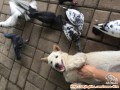 Hibah anjing kintamani surabaya