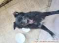 Open adopt pom mix