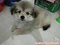 Pom Mix Corgi