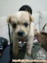 Need adopter Anjing (mini)Mix 1.5bulan