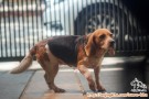 Adopsi anjing beagle
