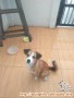 Adopsi Doggy