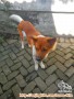 Adopsi anjing