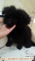 Open adopsi
