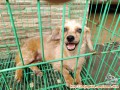 Adopsi Anjing