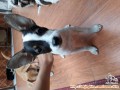OPEN ADOPSI ANAK ANJING
