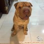 OPEN ADOPSI SHARPEI JANTAN (FOR DOG LOVER ONLY)