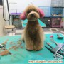 Di cari KENNEL BOY dan GROOMER
