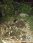 Anjing kecil ditemukan di Bogor