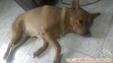 hibah adopsi anjing semarang