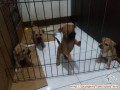 Puppies Need Adopter