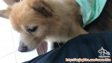Anjing hilang