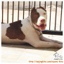 Adopsi PITBULL - Umur 3.5 Tahun