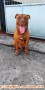 open adopsi Pitbull jantan 9 bulan