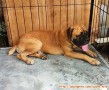 Adopsi Anjing Gratis