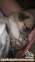Open Adopsi Baby Beagle Mix!