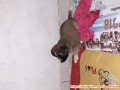 OPEN ADOPSI BABY BEAGLE MIX