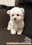 Kennel Girl untuk Jaga 5 Anjing