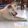 DICARI ANJING HILANG BABAKAN JERUK BANDUNG
